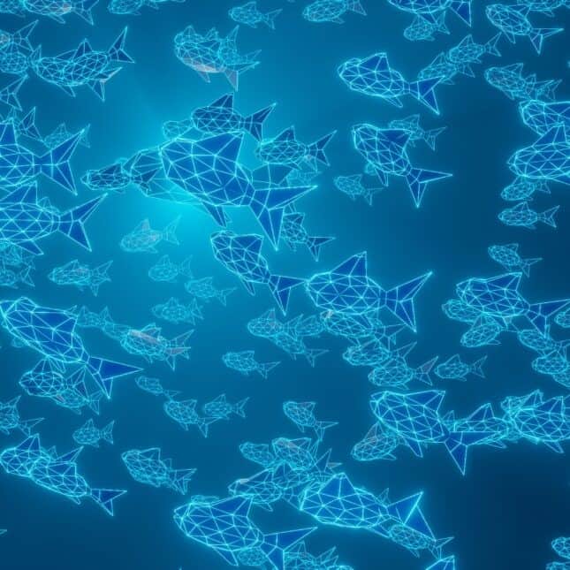 shark